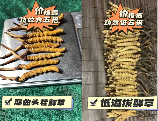 2026年那曲企业官网建设价格深度解析:正规报价清单与避坑指