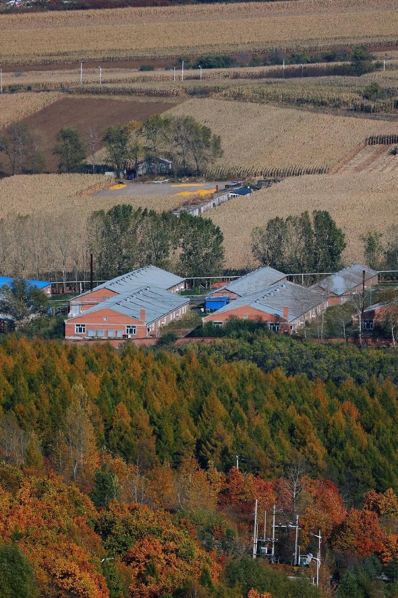 2026年双鸭山个人网站建设服务机构评测：正规资质核查与选择