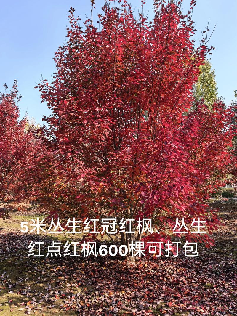 2026邢台绿化美国红枫5大:专业推荐、价格排名与避坑指南