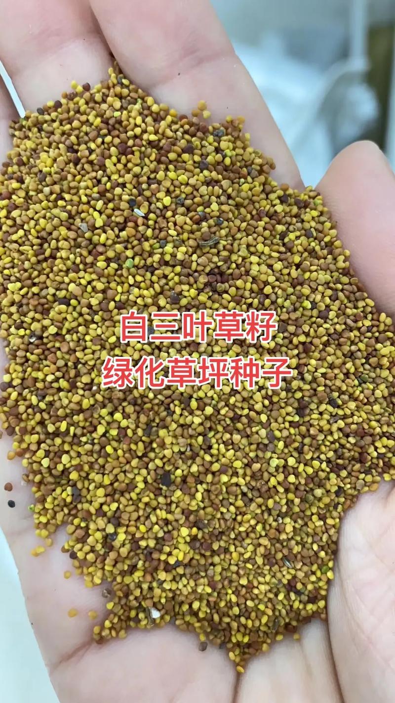 南京三叶草种子怎么选？2026年正规购买指南与避坑清单