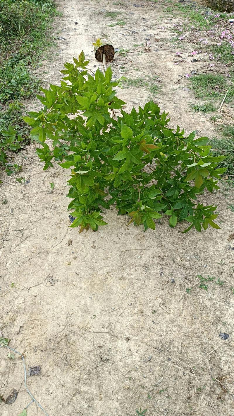 哈密枫香苗推荐TOP5：2026年种植与选购全攻略