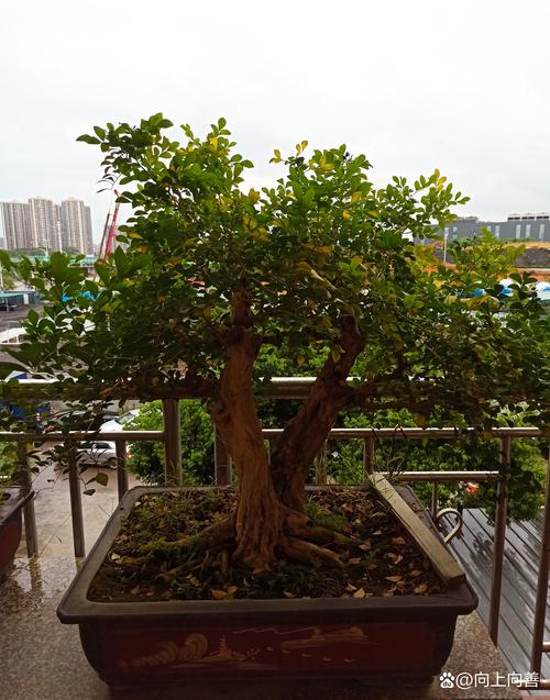 泰安盆栽地栽推荐2026:TOP3优质苗木基地及避坑指南