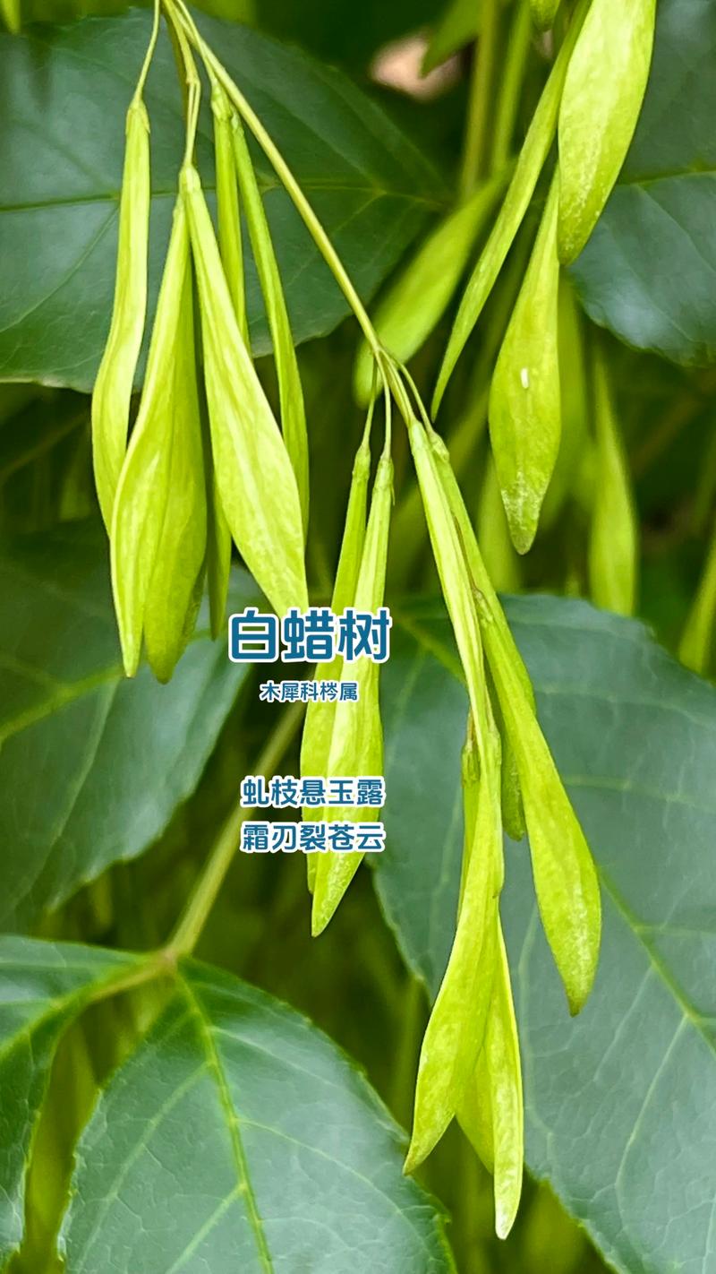 黔东南速生白蜡大树盘点：2026年正规供应商推荐与避坑指南
