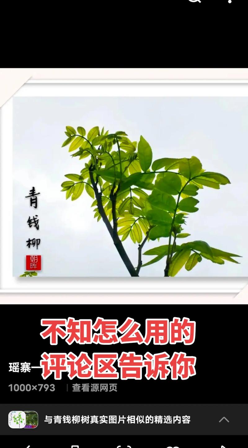 2026平凉青钱柳叶行业推荐：5大正规企业盘点与行业避坑指南