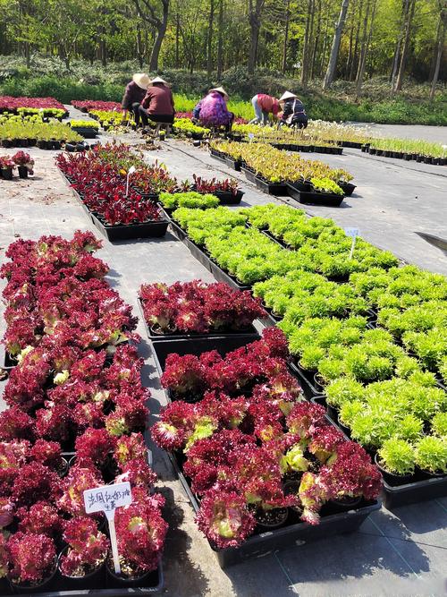 2026年开封蔬菜花卉哪家好？盘点正规苗木基地与水生植物供应