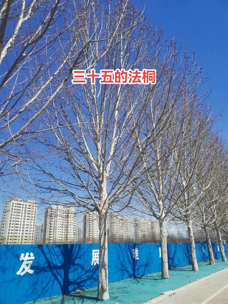 攀枝花速生法桐哪家强？2026年园林绿化苗木TOP3推荐及价