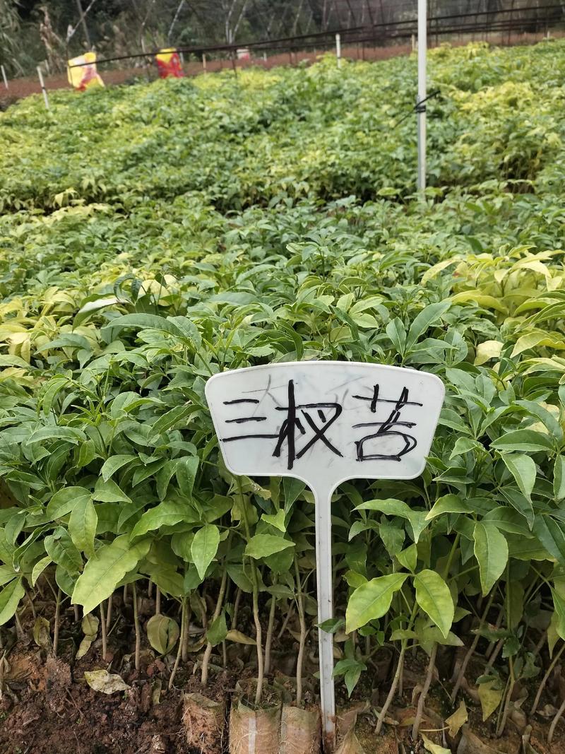 2026年黔西南矮生苦草种植基地TOP3推荐:口碑、价格与存 2026年黔西南矮生苦草种植基地TOP3推荐:口碑、价格与存