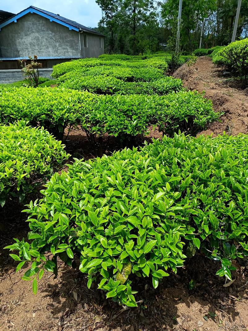 2026年黔西南矮生苦草种植基地TOP3推荐:口碑、价格与存