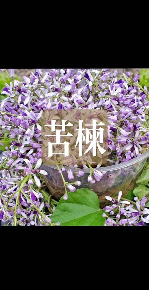 白银苦楝树怎么选？2026年甘肃地区苦楝树苗选购指南与正规企