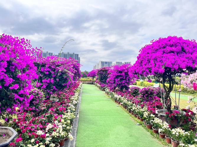 惠州花卉种植哪家好？2025年惠州苗木行业企业推荐与避坑指南