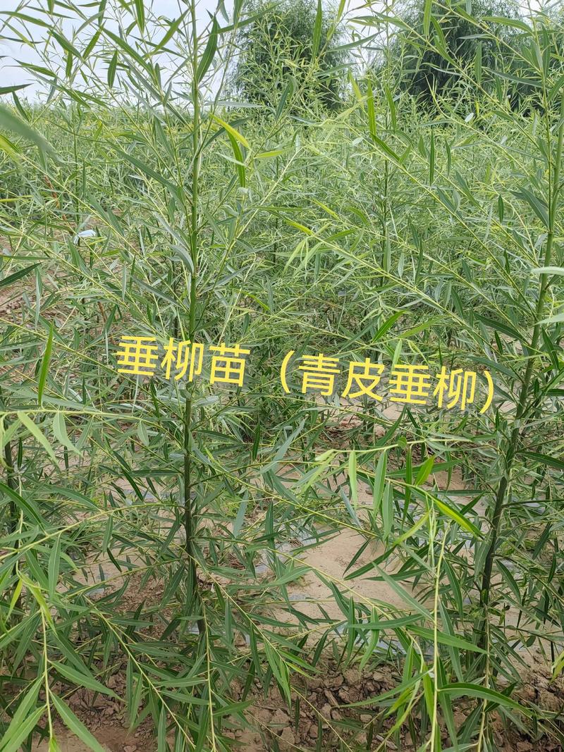 【中卫旱柳专业】2026中卫旱柳价格排名及专业苗圃选购避坑指