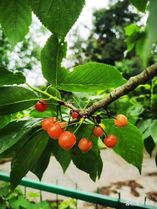 贺州樱桃树TOP3盘点：2026年种植行业口碑推荐清单