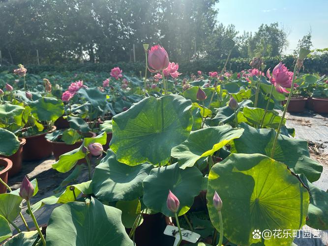 2026阿克苏净化水质荷花十强推荐：品牌排行榜与避坑指南