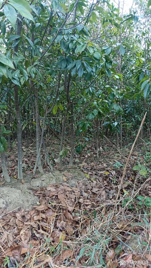 潍坊木荷袋苗价格排行榜2026：正规厂家推荐与避坑指南