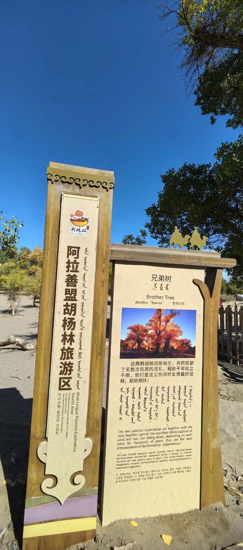 2026年阿拉善个人网站建设全攻略：十大靠谱服务商推荐与避坑