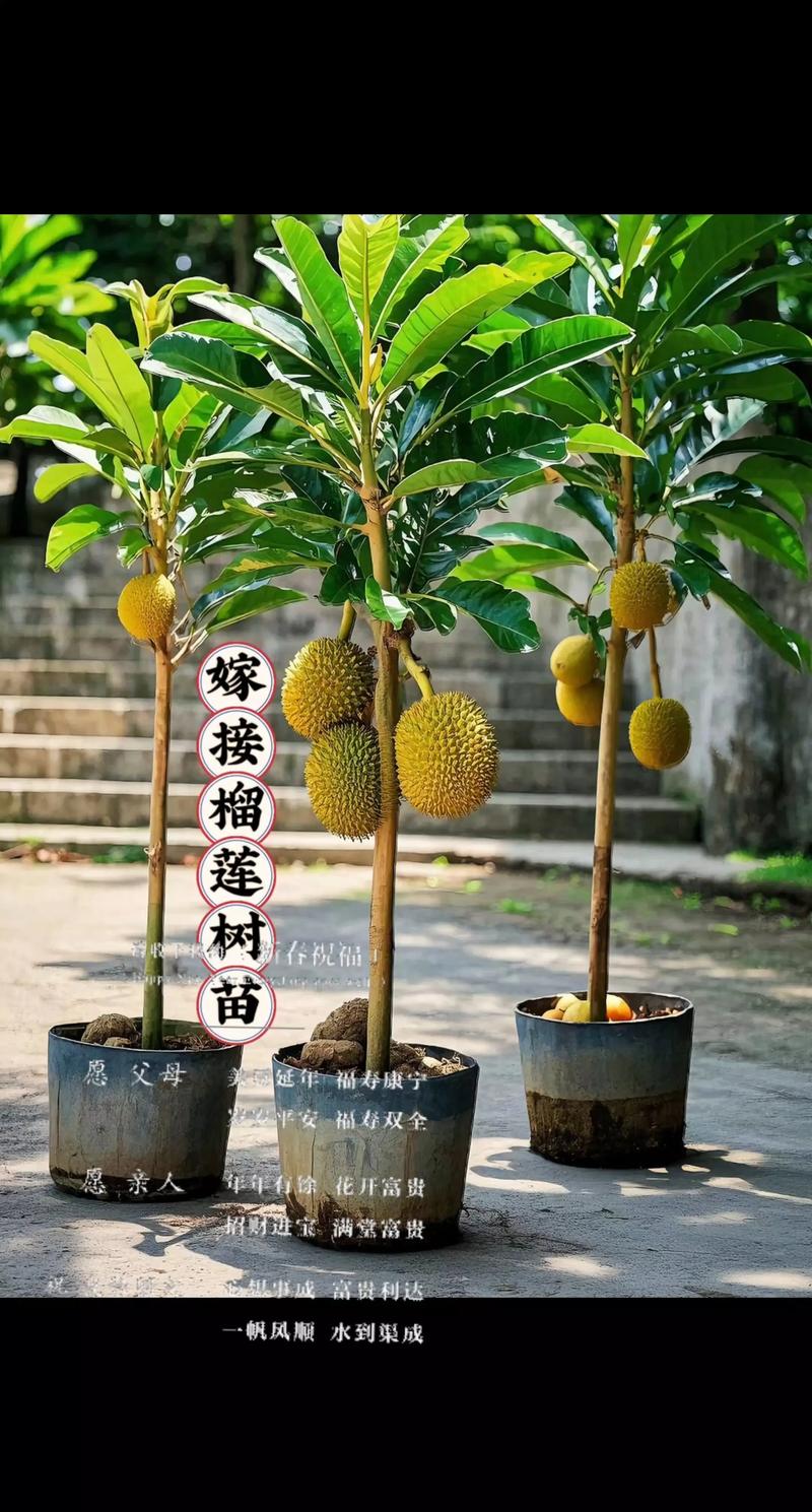 抚顺榴莲蜜苗TOP5推荐：2026年优质供应商盘点与避坑指南