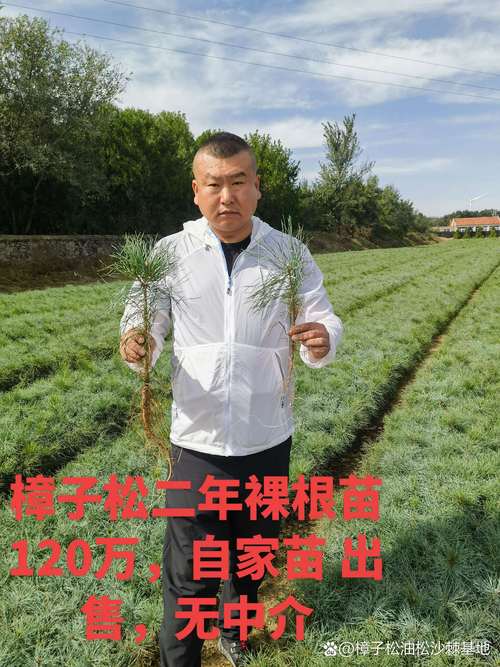 2026赤峰园林绿化苗木种植正规厂家推荐:从乔木到果树的全攻