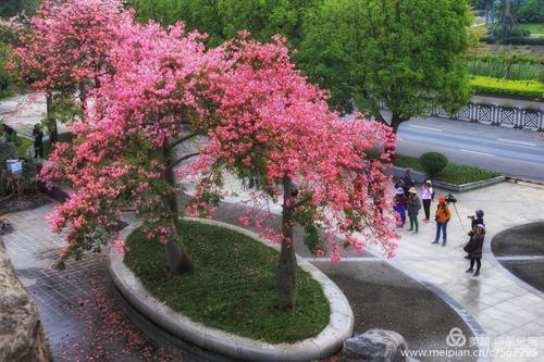 徐州酒瓶木棉树费用解析：2026年园林景观树木选购避坑指南