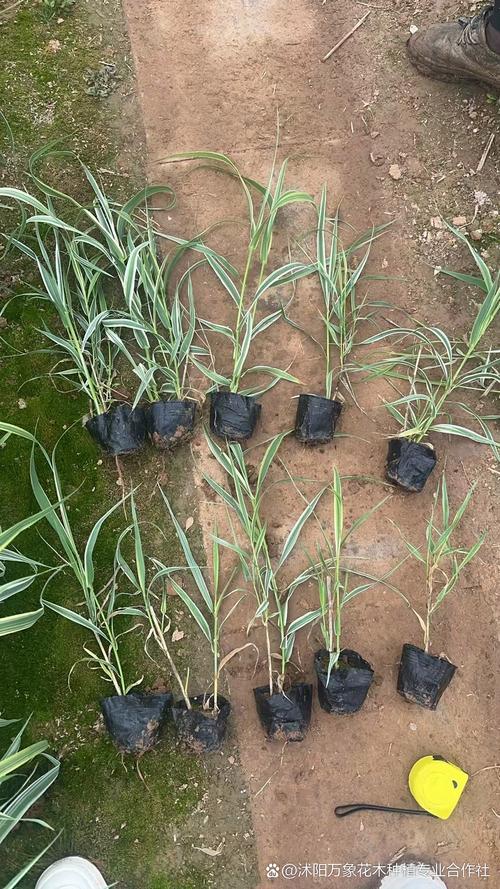昆明花叶芦竹小苗前十选购标准：从品种到价格的全维度盘点