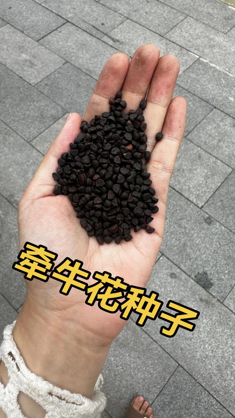 天津栽花种子推荐清单：2026年适合北方气候的庭院种植指南