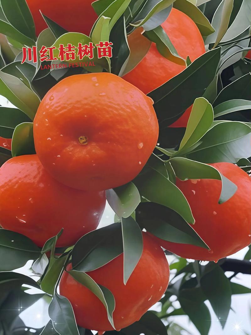2026年娄底红柑橘种植优选：正规苗圃推荐与种植指南