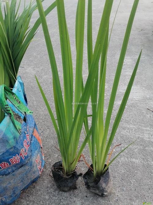 昌吉黄菖蒲种苗前十推荐：探寻本土优质水生植物的源头力量