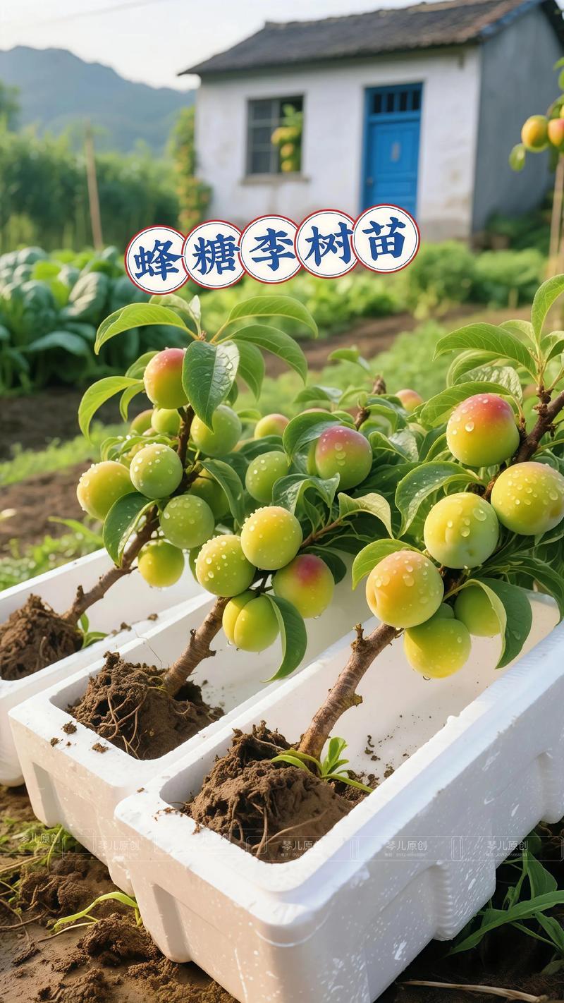 赤峰红李子树苗避坑指南：2026年苗木市场口碑前三强盘点及选