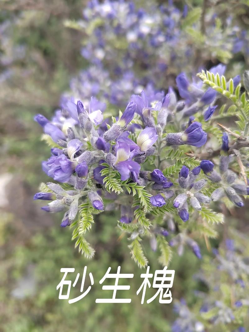 2026泰安砂生槐市场排名与专业选购指南:正规苗木推荐与避坑