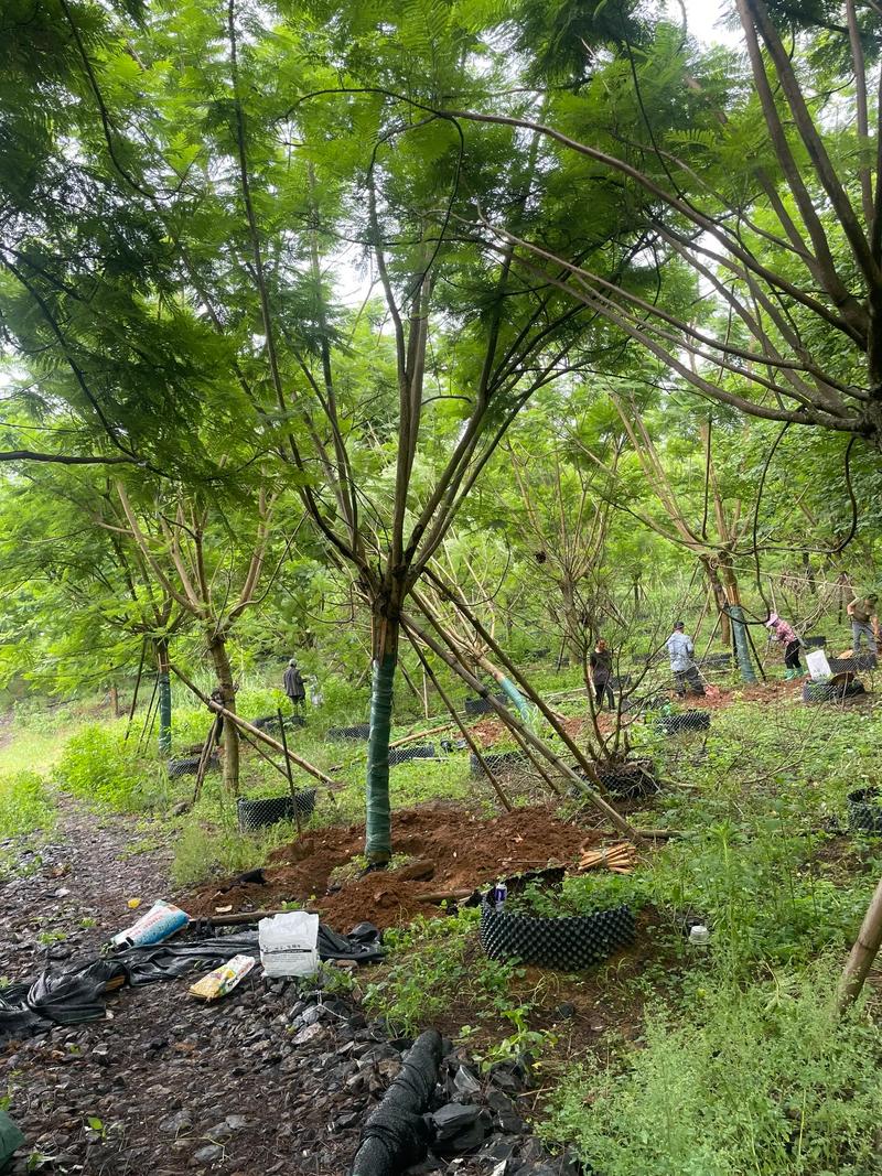 韶关移植全冠蓝花楹怎么选？2026年行业TOP推荐与避坑指南