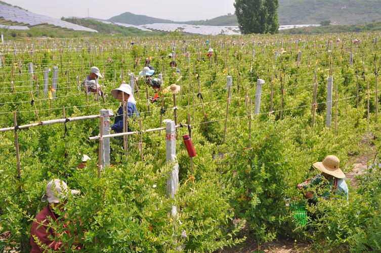 嘉峪关金银花种植哪家好？2025年值得关注的正规种植基地推荐