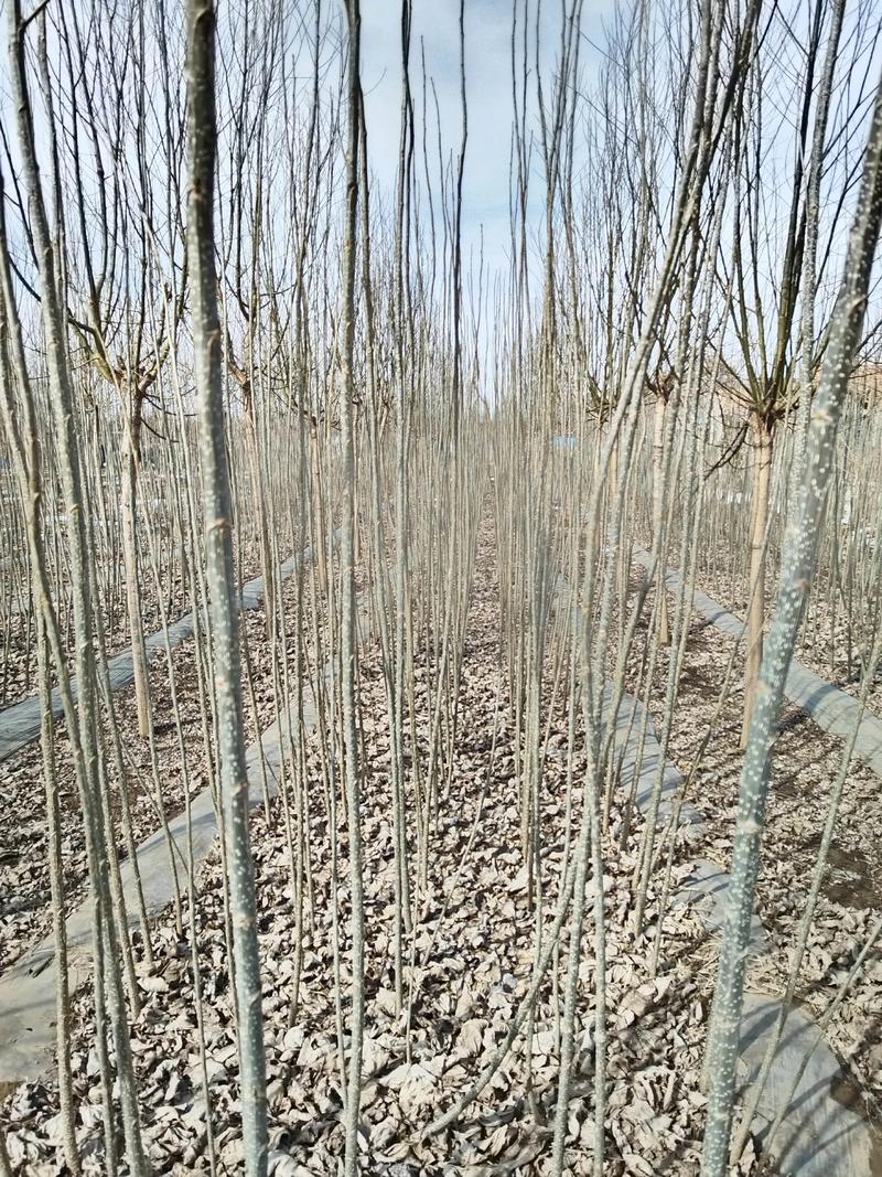 玉树107速生杨推荐清单:2026年选购指南与避坑技巧