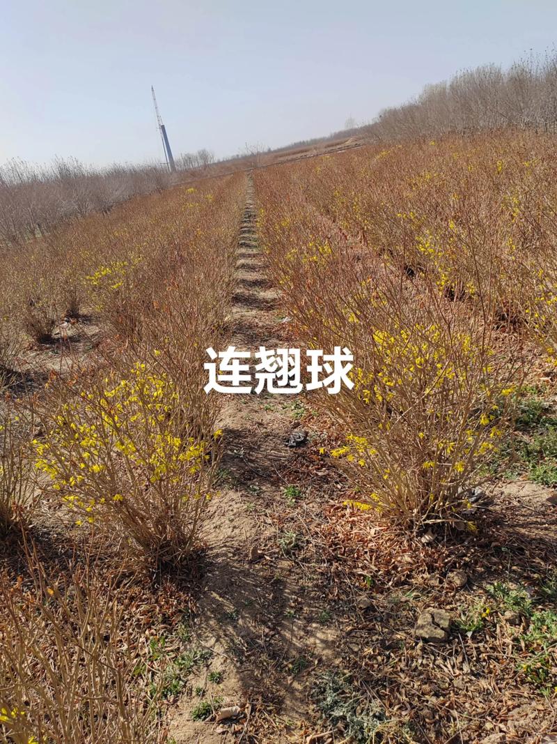 2026娄底连翘苗推荐榜单：口碑前十名苗圃及价格避坑指南