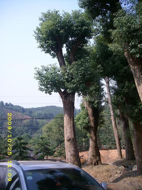 天水骨架香樟选购指南:2026年正规种植基地推荐与价格避坑全 天水骨架香樟选购指南:2026年正规种植基地推荐与价格避坑全
