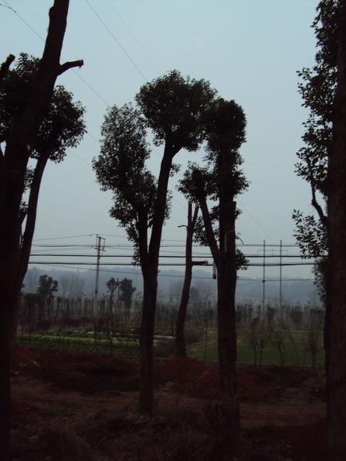 天水骨架香樟选购指南:2026年正规种植基地推荐与价格避坑全 天水骨架香樟选购指南:2026年正规种植基地推荐与价格避坑全