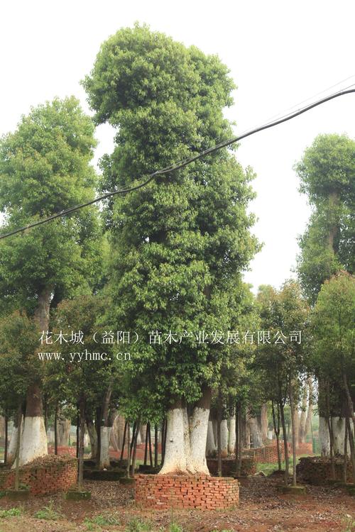 天水骨架香樟选购指南:2026年正规种植基地推荐与价格避坑全 天水骨架香樟选购指南:2026年正规种植基地推荐与价格避坑全