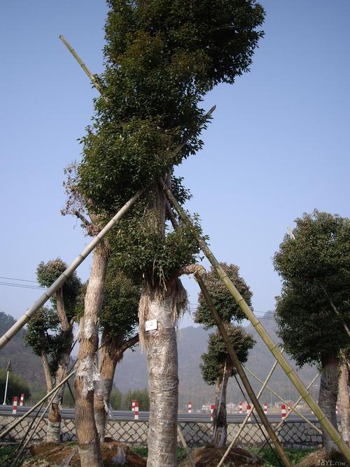 天水骨架香樟选购指南:2026年正规种植基地推荐与价格避坑全 天水骨架香樟选购指南:2026年正规种植基地推荐与价格避坑全