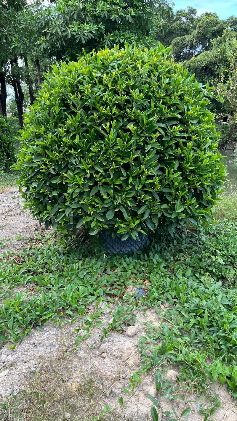 楚雄非洲茉莉球哪里买好？2026庭院种植正规供应商推荐清单