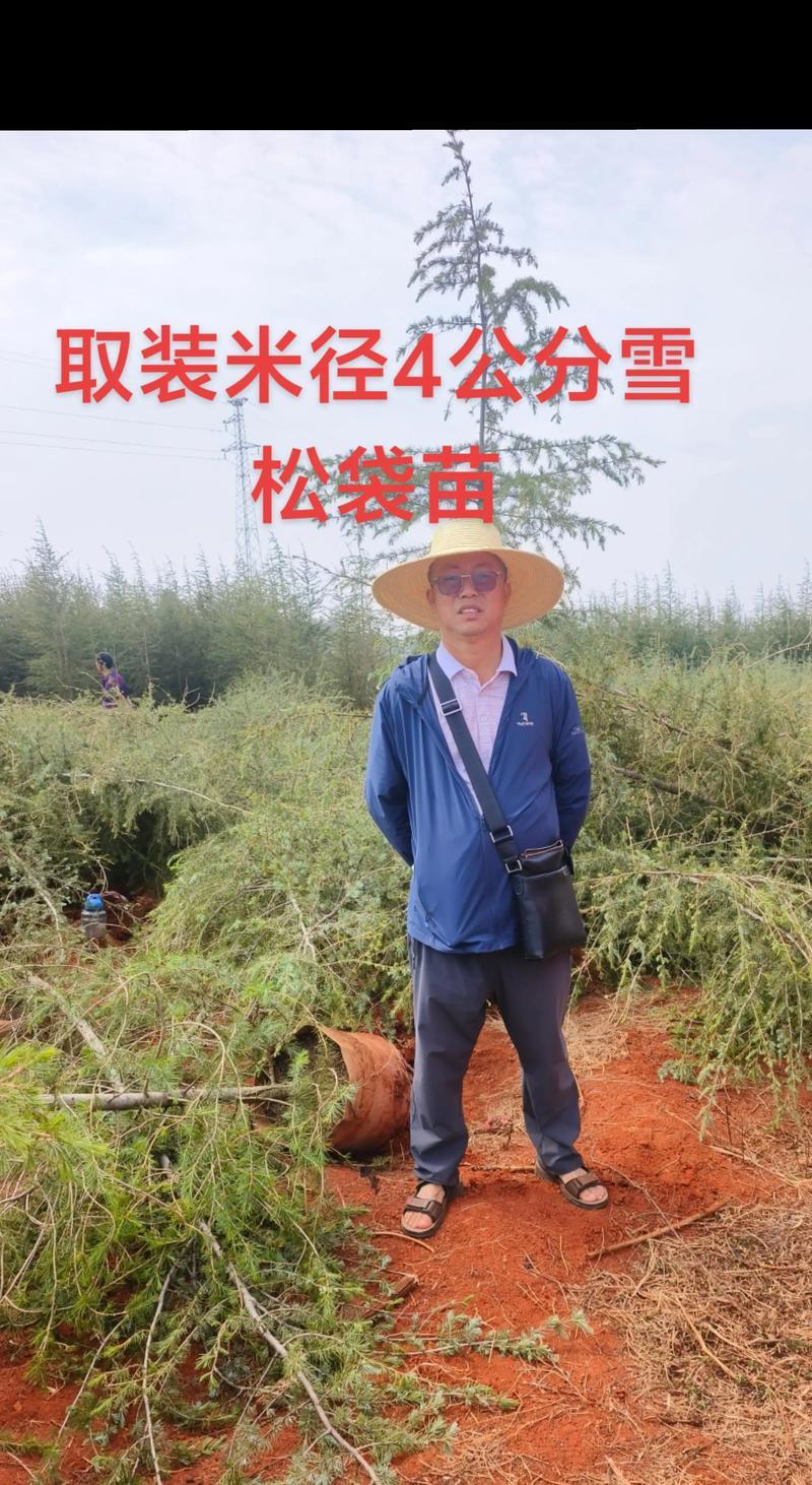 2026丹东雪松袋苗价格及品牌排行榜：行业前5名推荐与避坑指