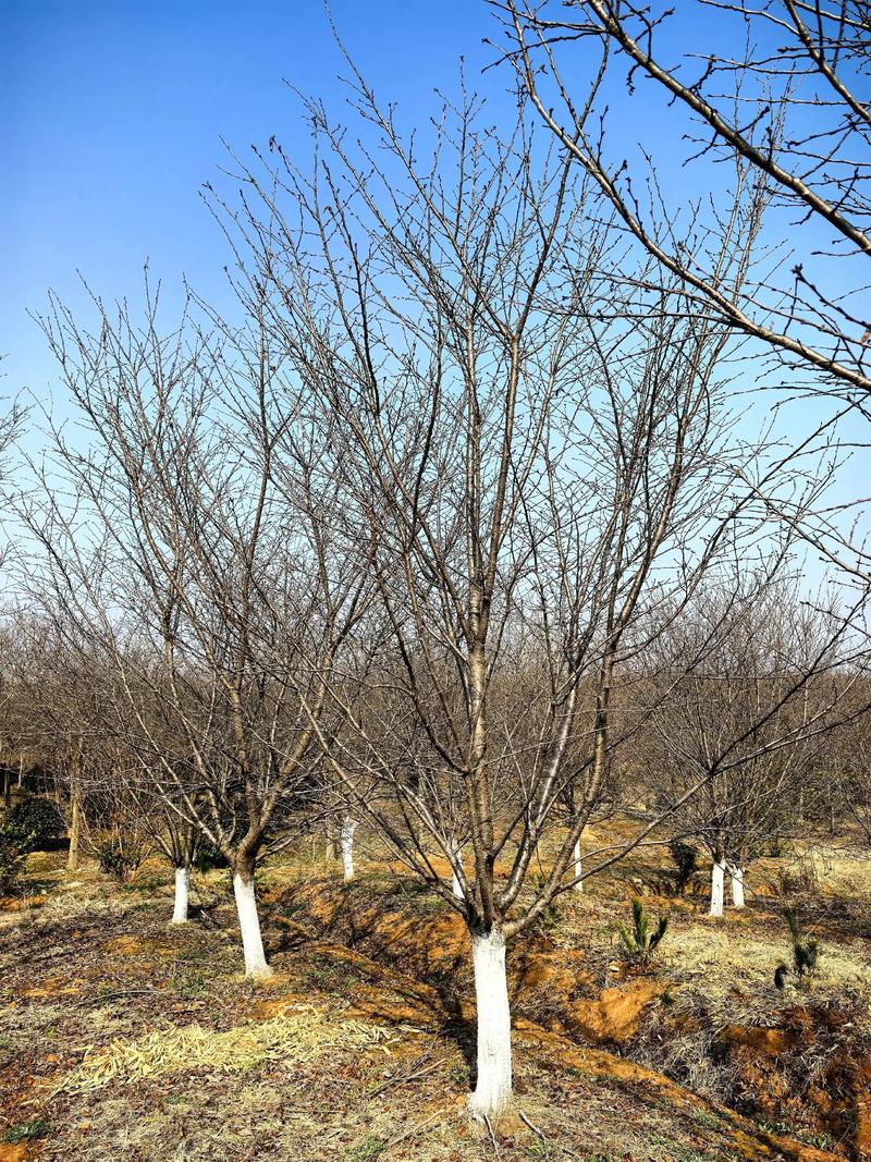 2026丹东染井吉价格趋势及优质苗圃推荐指南