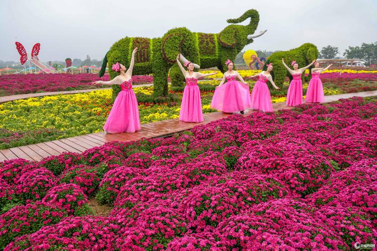 绥化菊花节哪家好？2026年绥化园林景观与苗木企业推荐分析