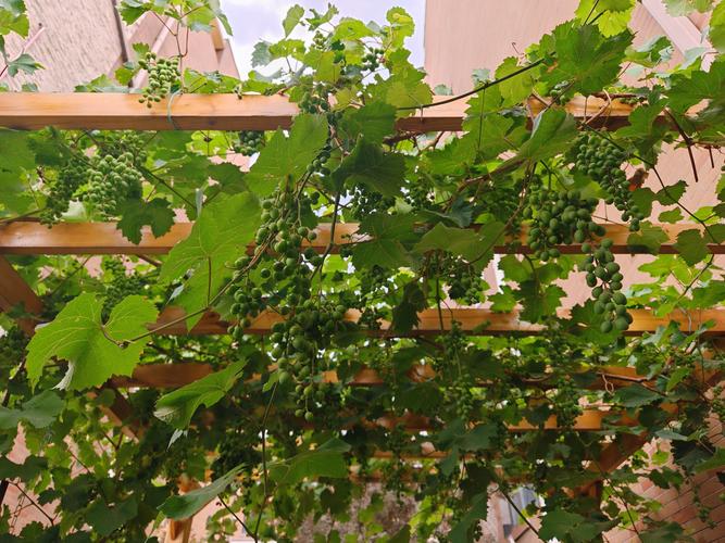 阿拉善葡萄苗前三名推荐：抗寒抗旱与高糖品种的深度解析