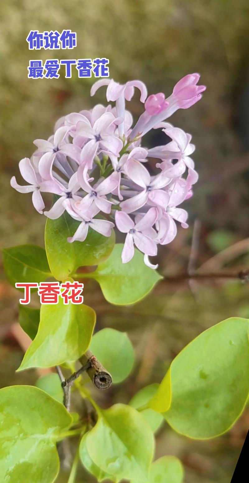 2026黔南耐寒紫丁香球推荐：行业TOP3与避坑指南