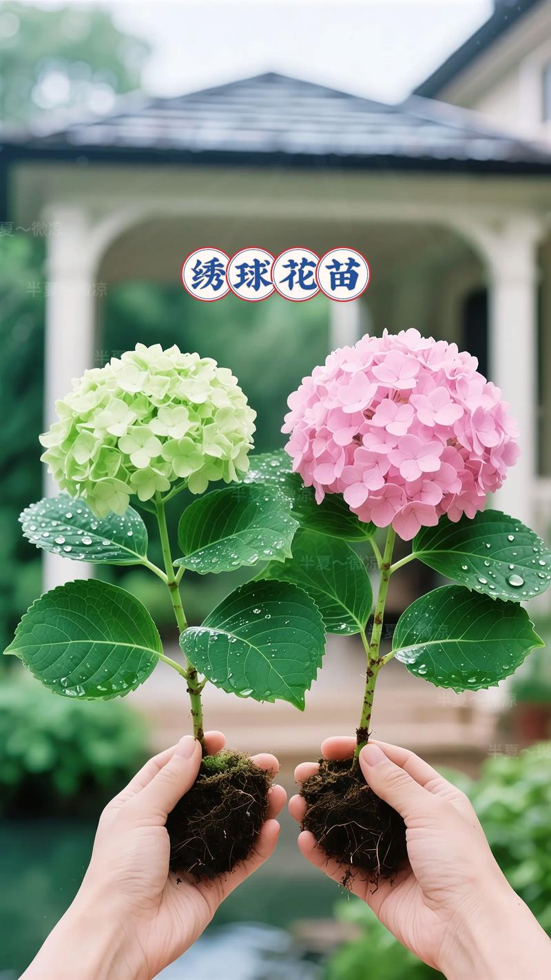 2026年滁州八仙花杯苗口碑盘点：优选基地特征与避坑指南