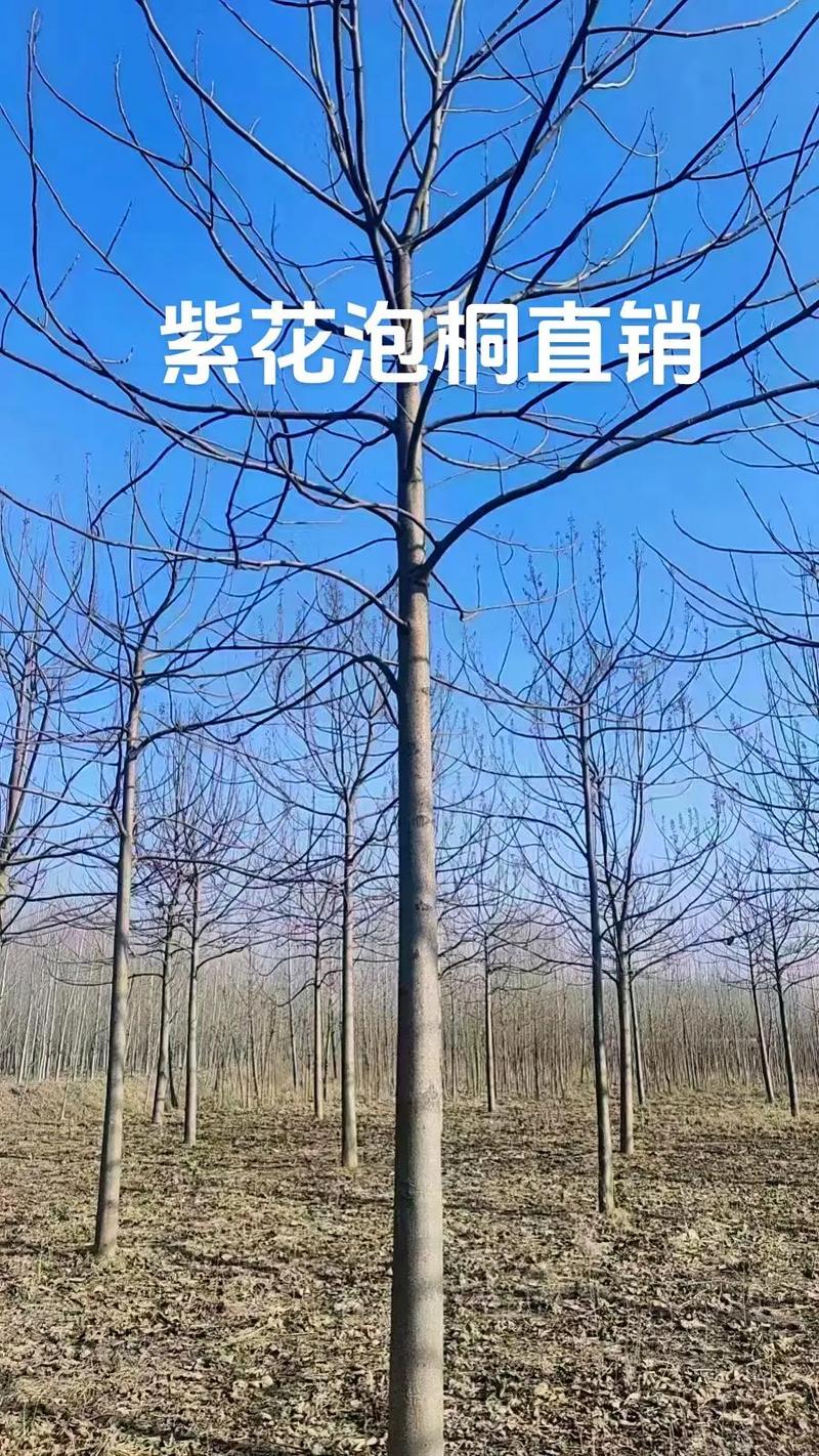 2026七台河2-8公分紫花泡桐价格行情及选购指南