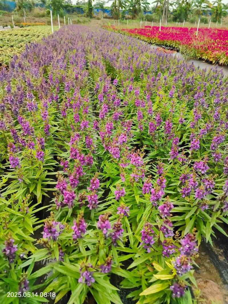 林芝宿根花卉时令草花哪家好？2026年正规高海拔供应商TOP
