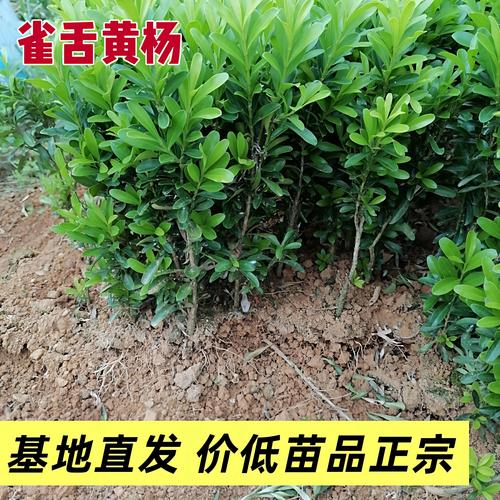 2026吉安豆瓣黄杨苗选购指南：正规厂家推荐与行业避坑分析