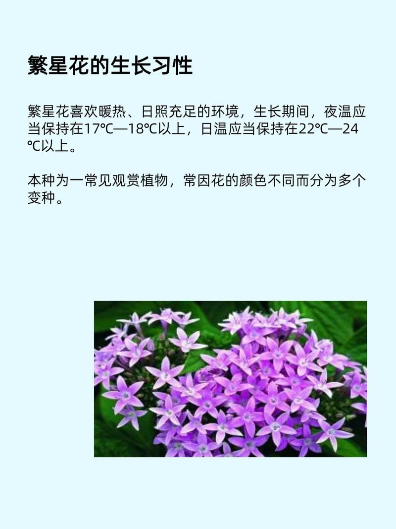 2026绥化繁星花口碑如何？绥化优质苗木花卉推荐与避坑指南