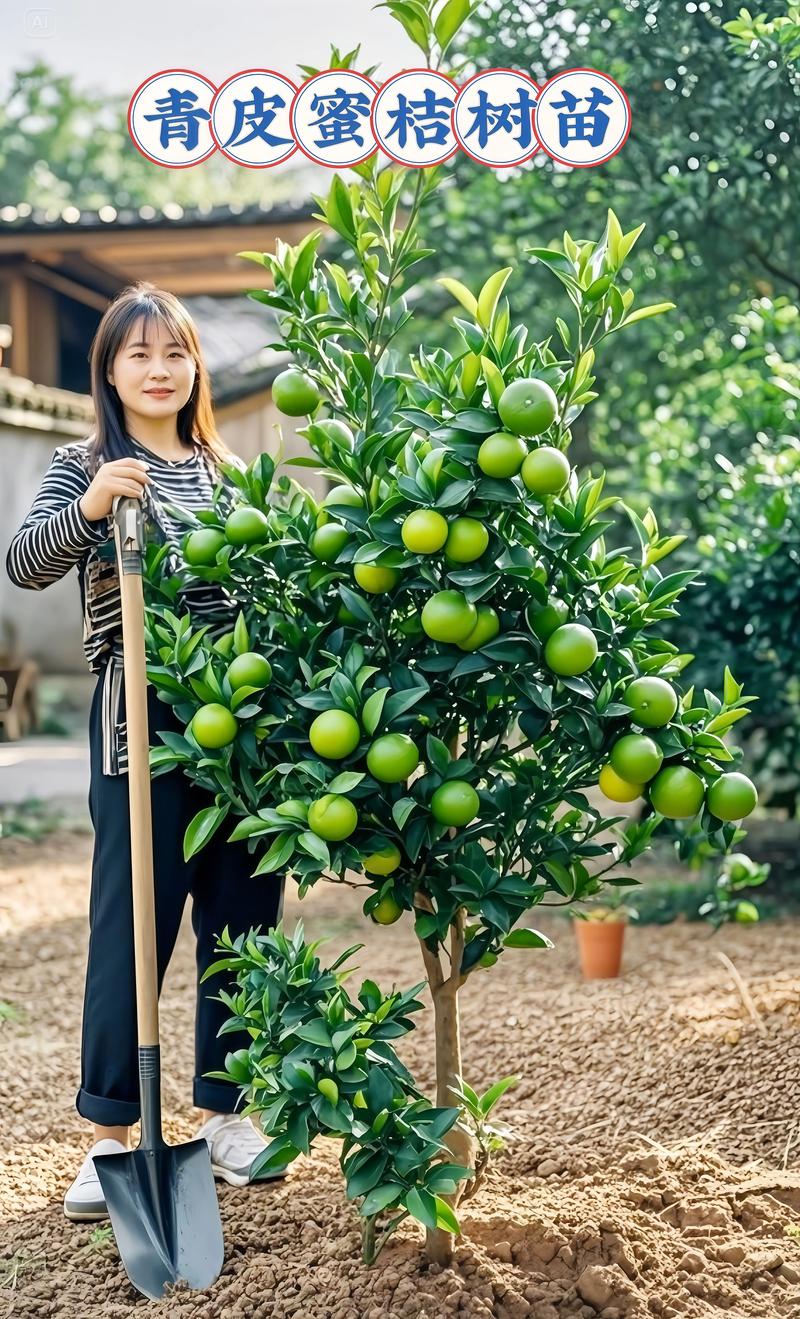 濮阳蜜橘苗哪家强？2026年正规苗木培育基地推荐与选购指南