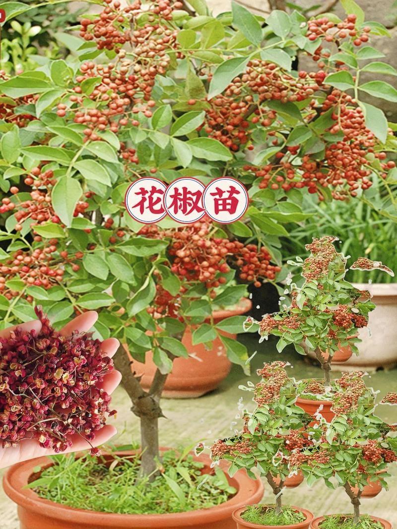 昭通花椒小苗哪家好？2026昭通花椒小苗价格排名前十的种植基