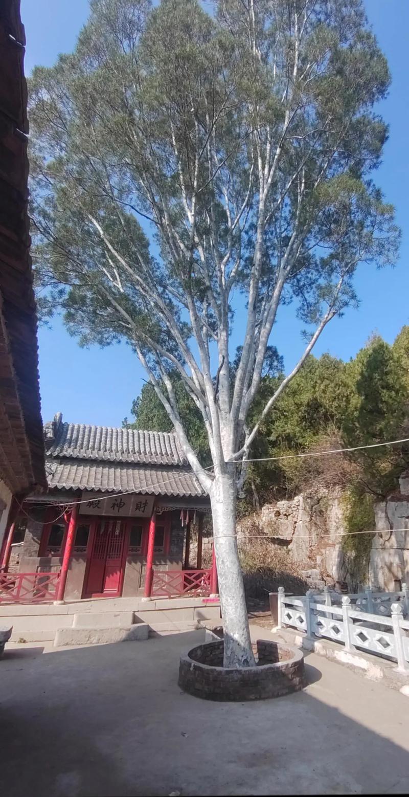 廊坊虎皮松种植基地TOP3推荐：2026年口碑、价格与实力大